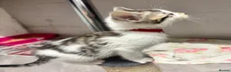 Mixed Breed cats for sale: Beautiful kittens  - Advert 2