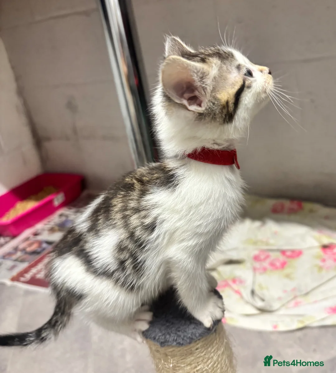 Mixed Breed cats for sale: Beautiful kittens  - Advert 2