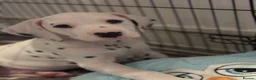 Dalmatian dogs for sale: Last one Beautiful KC Registered Dalmatian Puppie  - Advert 6