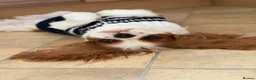 Cavalier King Charles Spaniel dogs for sale: FCI Pedigree Cavalier King Charles Spaniel Girl in Carlisle - Advert 5