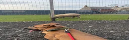Mixed Breed dogs for sale: Bruno - 2YO Mastiff mix - Advert 2