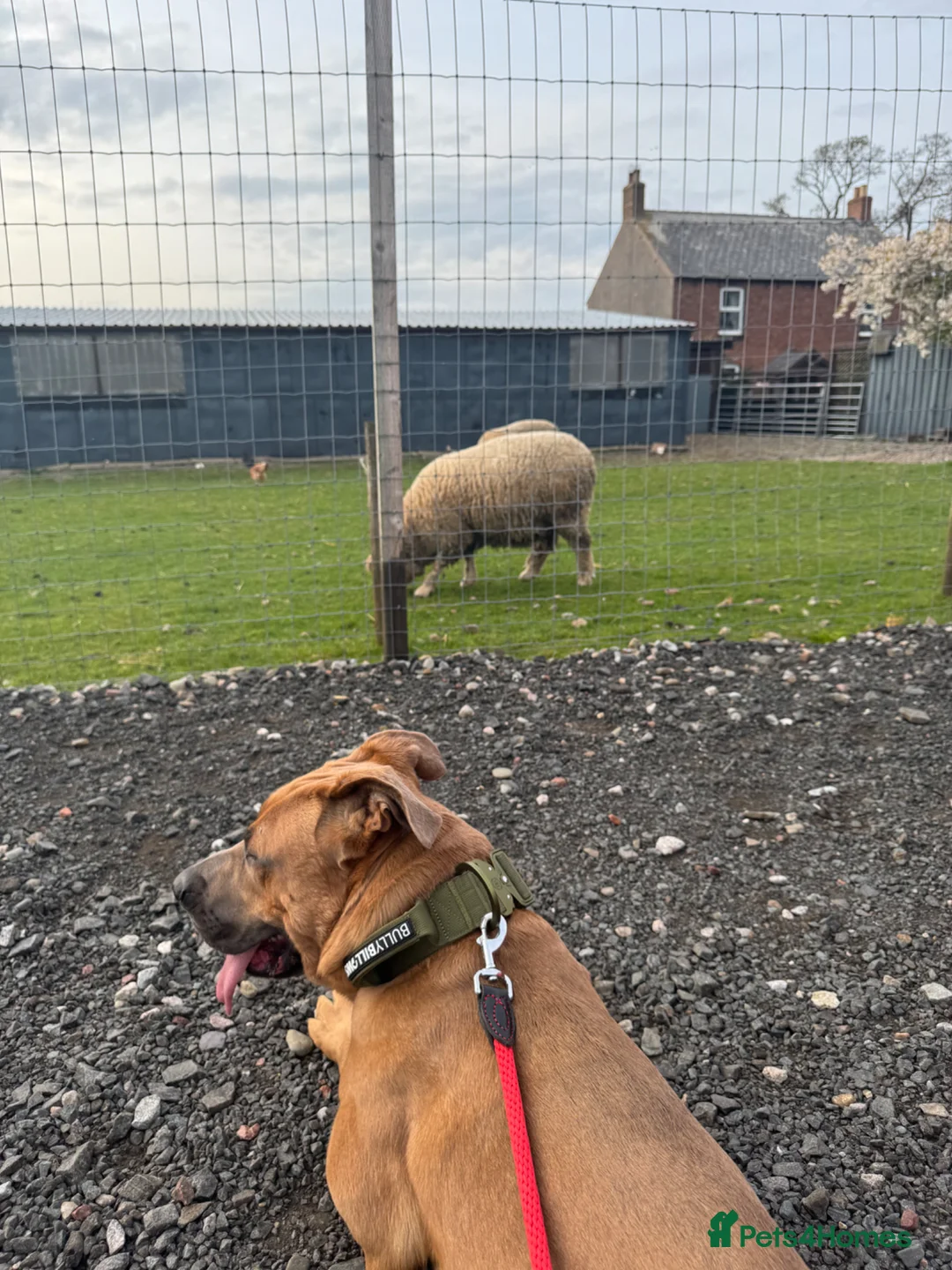 Mixed Breed dogs for sale: Bruno - 2YO Mastiff mix - Advert 2