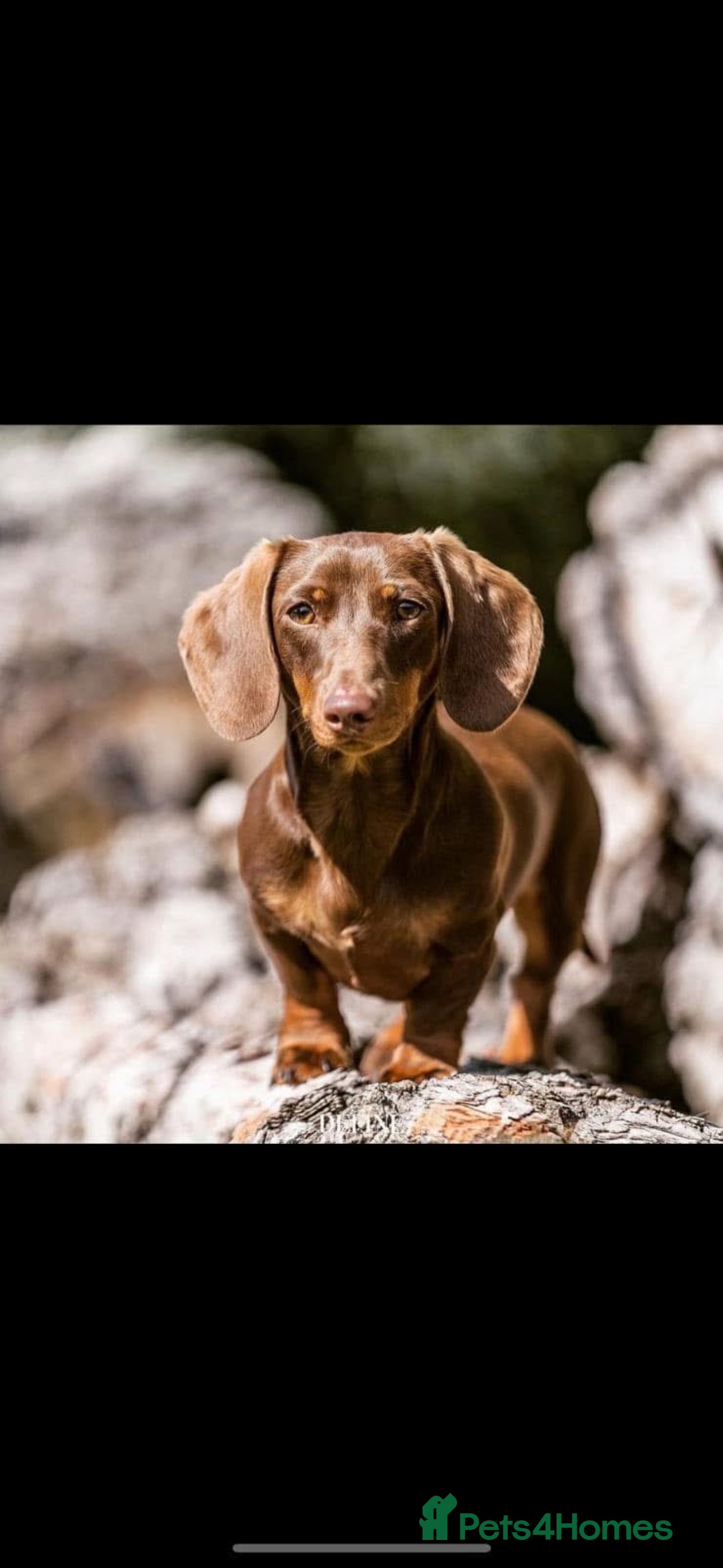 Miniature Dachshund dogs PUPPYS available now 🥰 - Advert 1