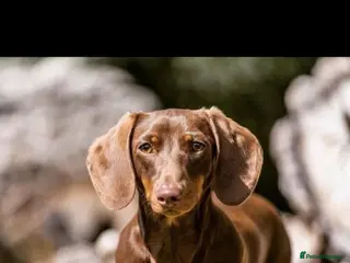 Miniature Dachshund dogs PUPPYS available now 🥰 - Advert 2