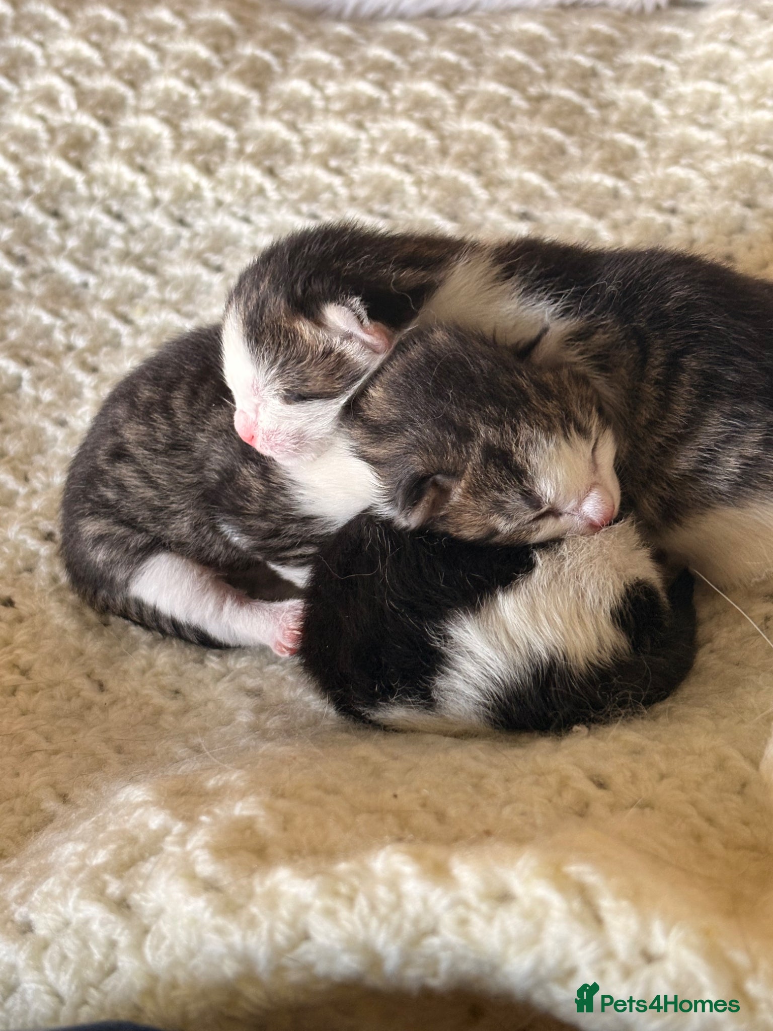 Mixed Breed cats Gorgeous kittens  - Advert 1
