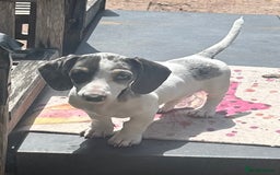 Miniature Dachshund dogs for sale: Miniature dachshund female - Image 4