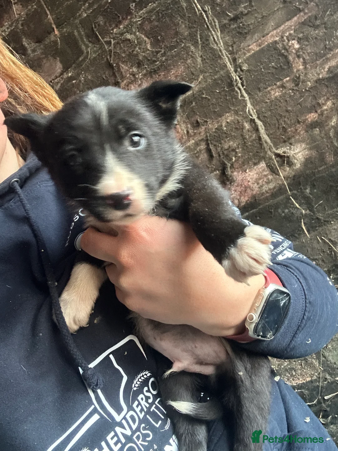 Border Collie dogs for sale: Working border collie pups - Advert 6