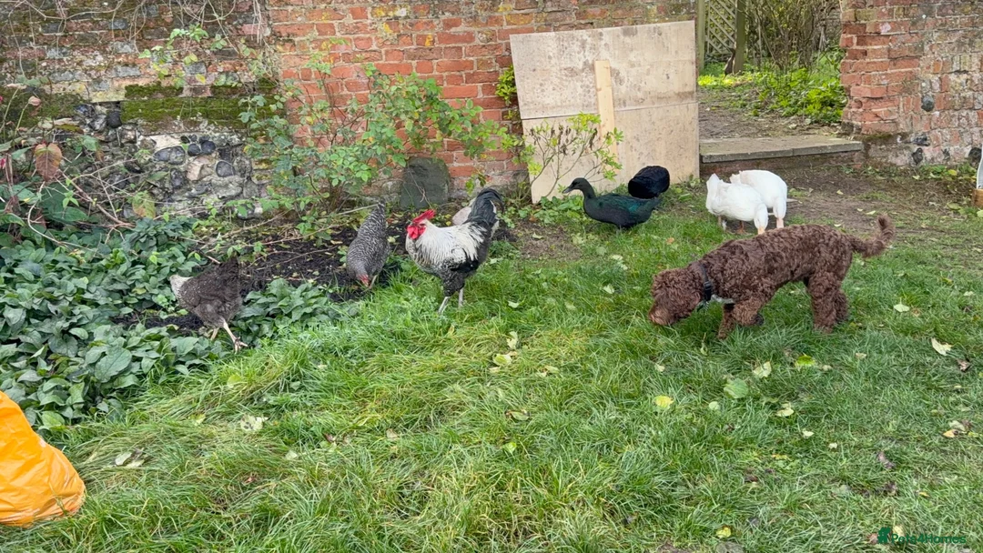 Chickens poultry for sale: Cockerel for sale in Norwich - Advert 7