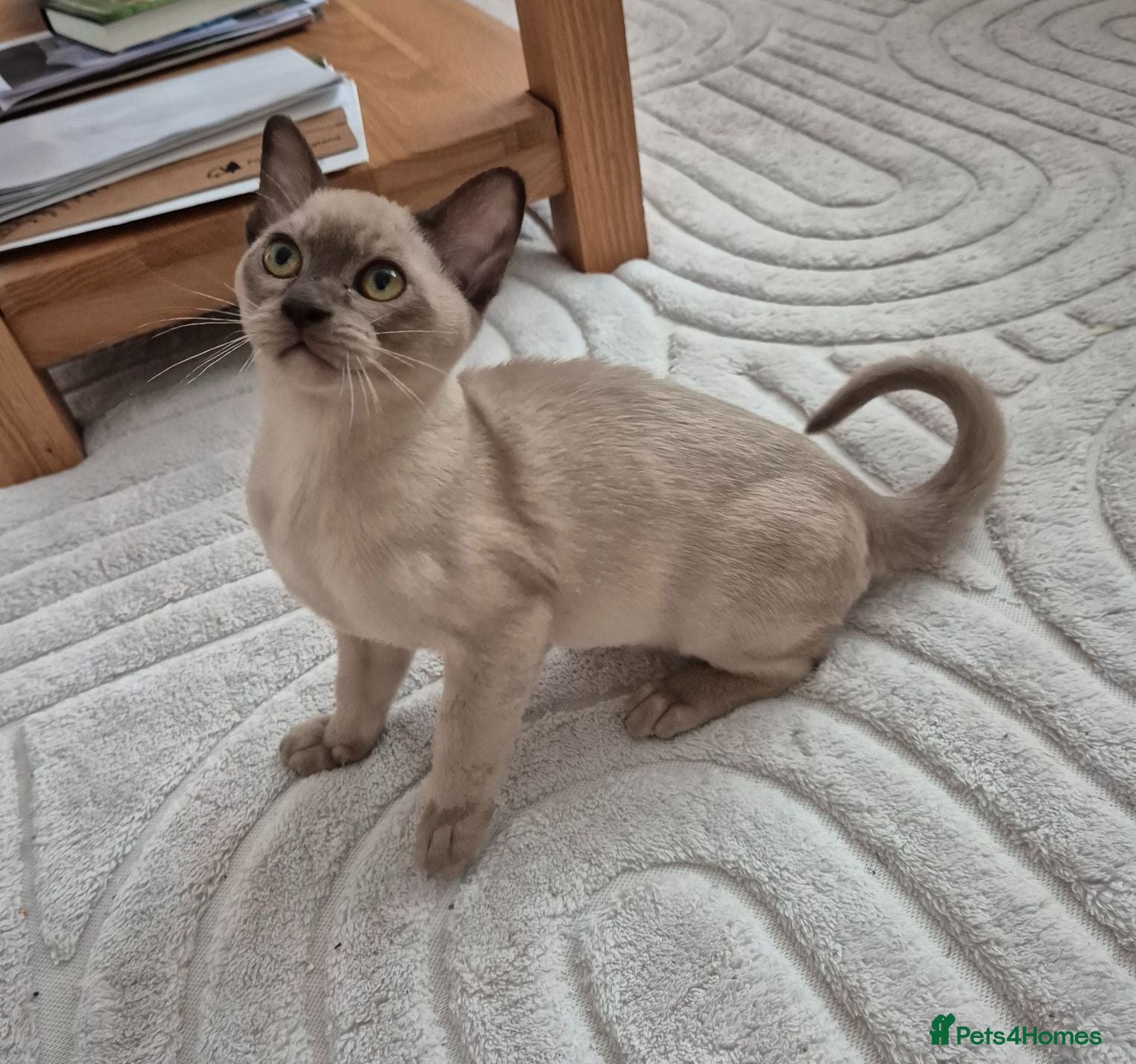 Burmese cats Pedigree Burmese Kittens - Advert 3