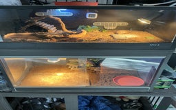 Tortoise reptiles for sale: 2 x horsfield female tortoises 1 x Herman  - Image 2