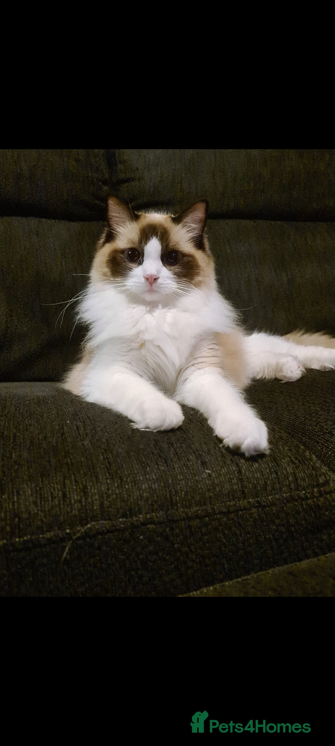 Ragdoll cats for sale: Ragdoll sisters 6 year old must stay together - Advert 5