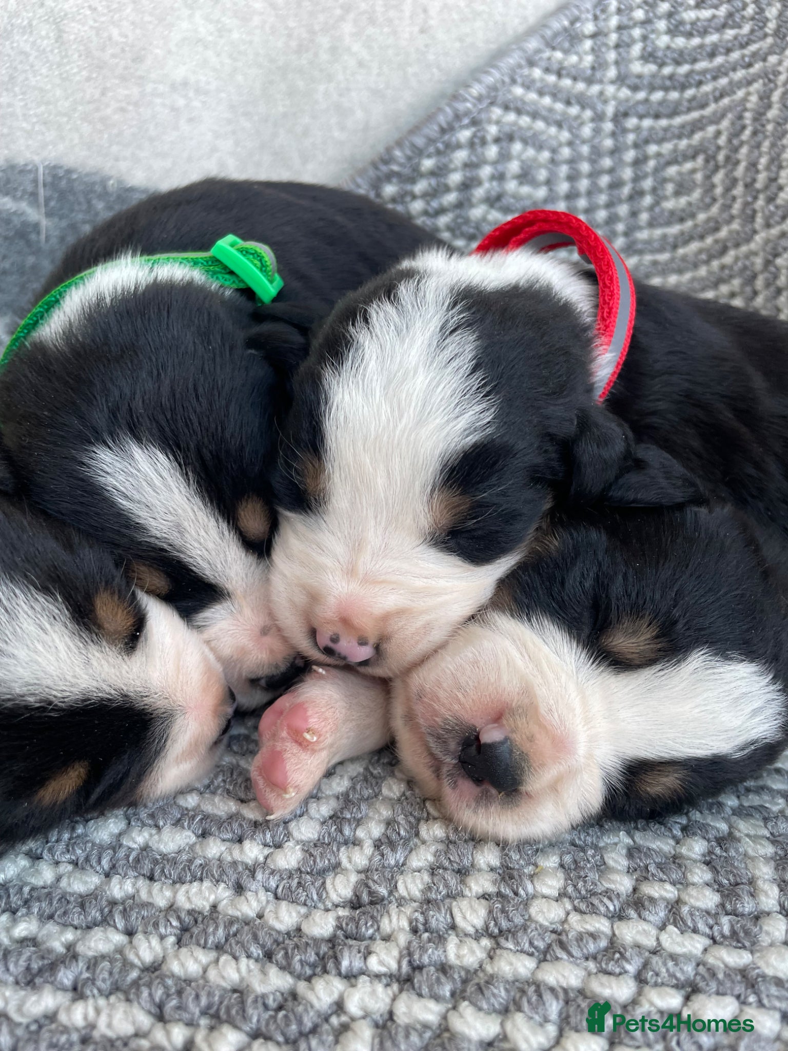 Bernese Mountain Dog dogs Bordernese boys and girls - Advert 3