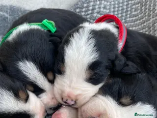 Bernese Mountain Dog dogs Bordernese boys and girls - Advert 3