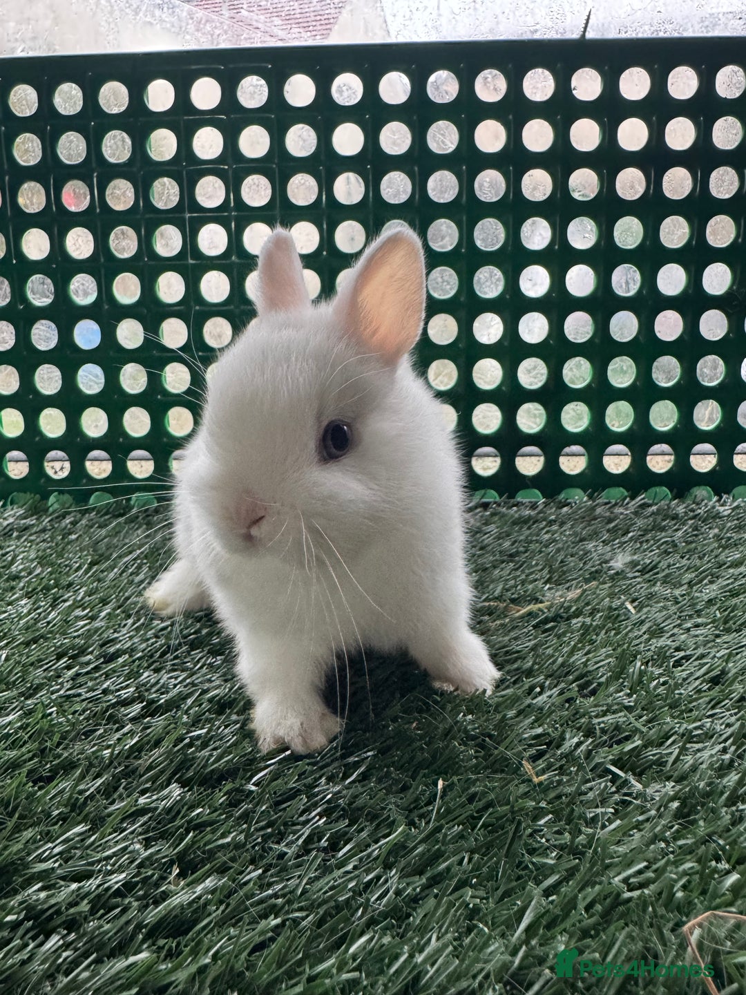 Netherland Dwarf rabbits for sale: Pure breed Netherlands dwarf  - Advert 8