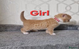 British Shorthair cats for sale: Gorgeous British Shorthair Kittens for SALE - Image 9