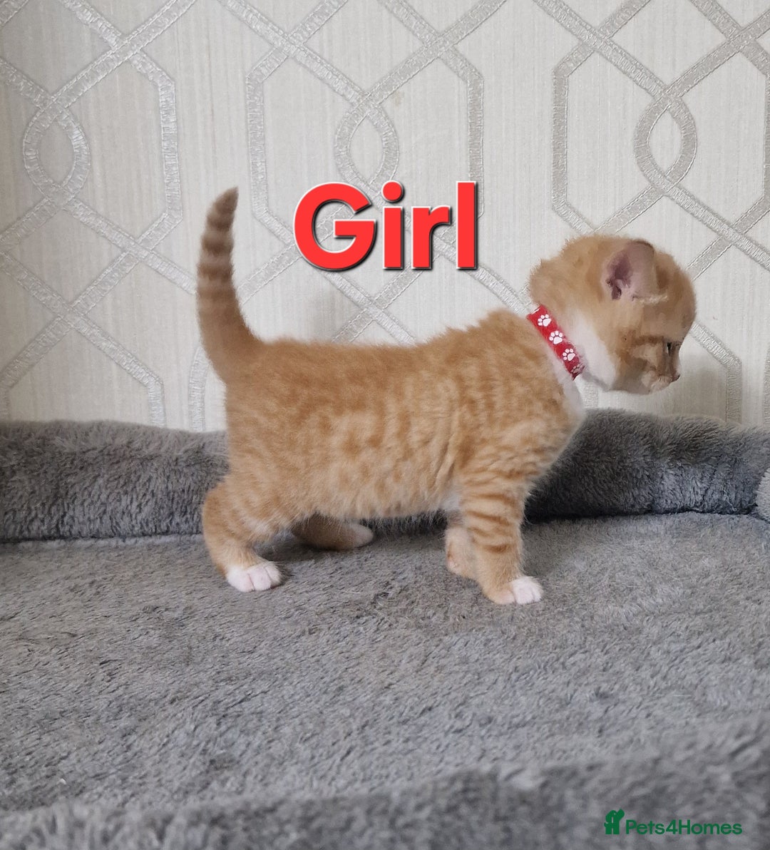 British Shorthair cats for sale: Gorgeous British Shorthair Kittens for SALE - Image 9