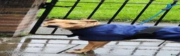 Mixed Breed dogs for sale: ***MISS LULA LEMON*** - Advert 13