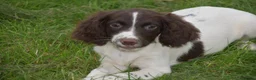 English Springer Spaniel dogs for sale: Working English springer spaniels  - Advert 30