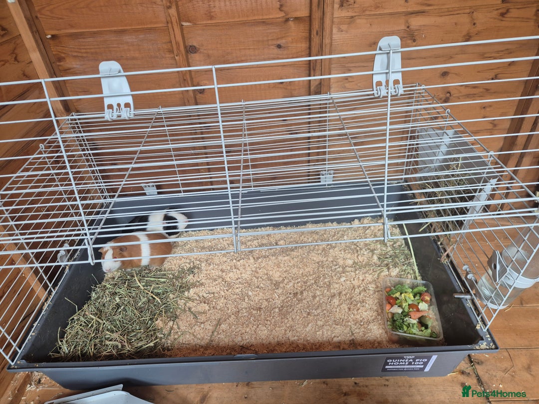 Guinea Pig rodents for sale: X2 guinea pigs for sale  - Image 3