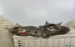 Maine Coon cats for sale: Gorgeous Pure Breed Maine Coon Kittens - Image 9