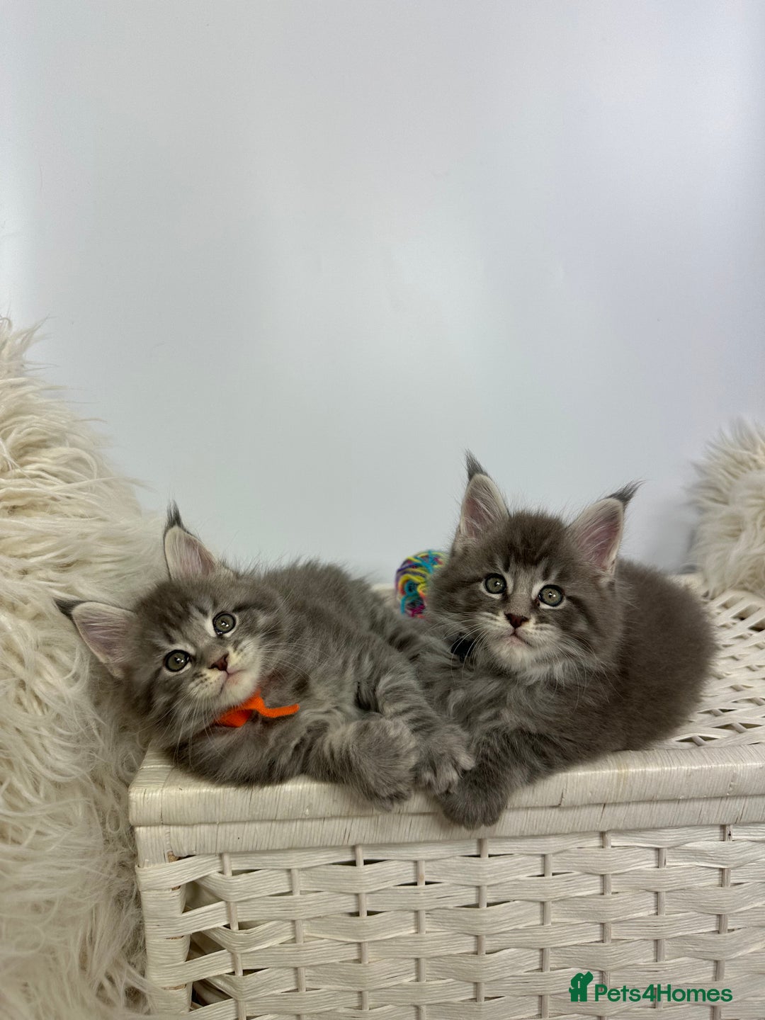 Maine Coon cats for sale: Gorgeous Pure Breed Maine Coon Kittens - Image 9
