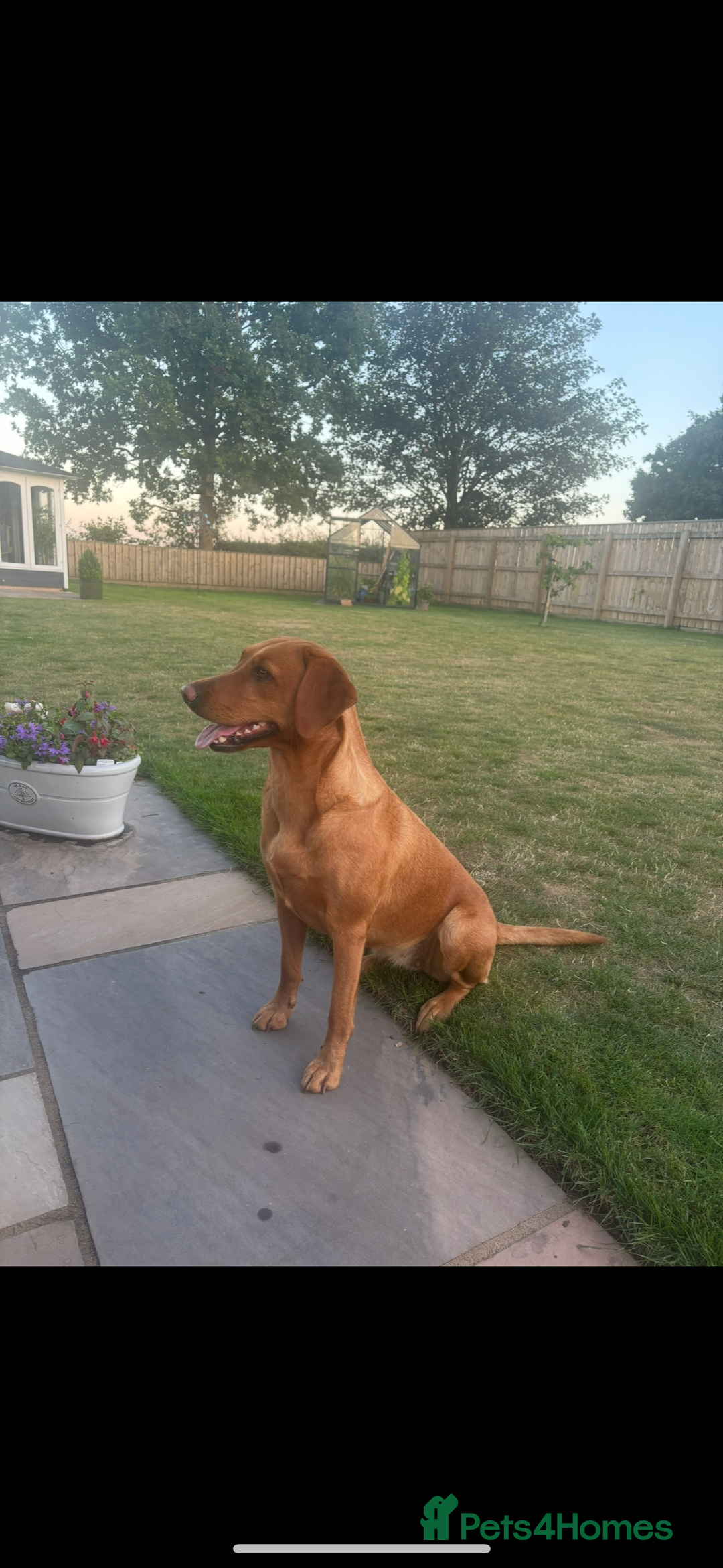 Labrador Retriever dogs for sale: Fox Red Labrador Puppies For Sale - Image 2