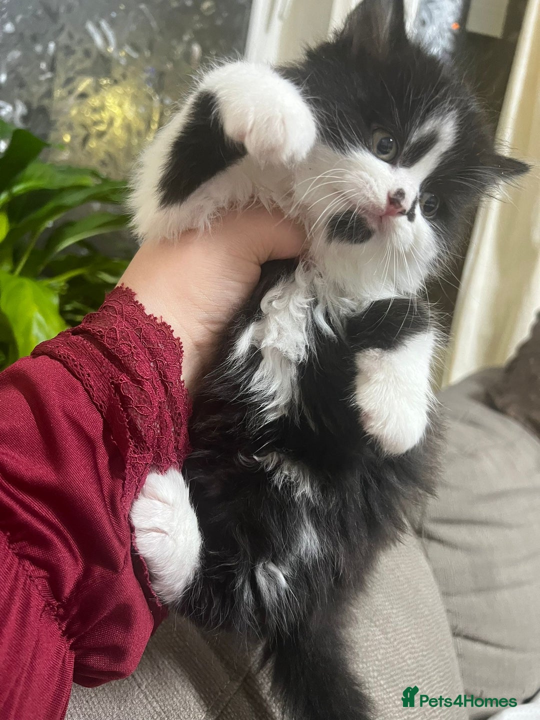 Mixed Breed cats for sale: Cute British Mix Kittens Looking for New Homes - Image 12