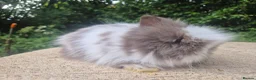 Angora rabbits for sale: ❤️STUNNING IMPORTED PARENTS- TEDDYDWERG BABIES❤️ - Advert 37