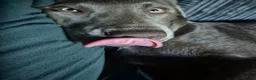 Labrador Retriever dogs for sale: Six Month Old Silver Labrador  - Advert 1