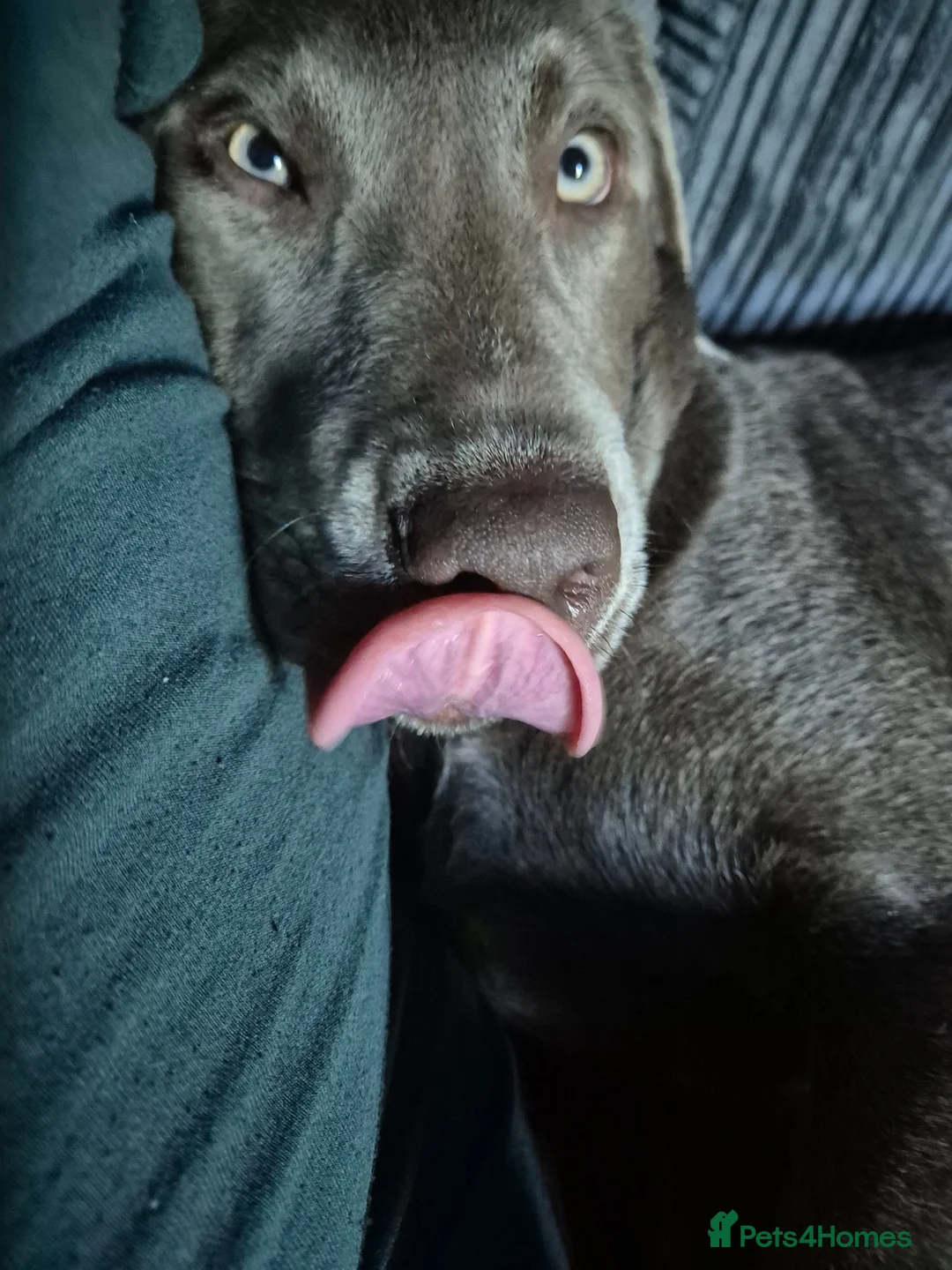 Labrador Retriever dogs for sale: Six Month Old Silver Labrador  - Advert 1