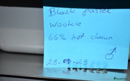 Python Snake reptiles for sale: Amazing baby ball pythons - Advert 9