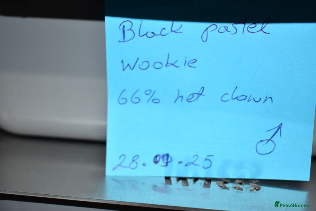 Python Snake reptiles for sale: Amazing baby ball pythons - Advert 9