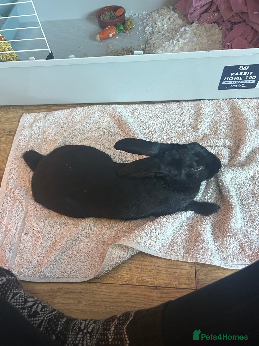 Rex rabbits for sale: Shadow  - Image 4