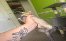 Ferret rodents for sale: Different ferret kits available  - Image 6