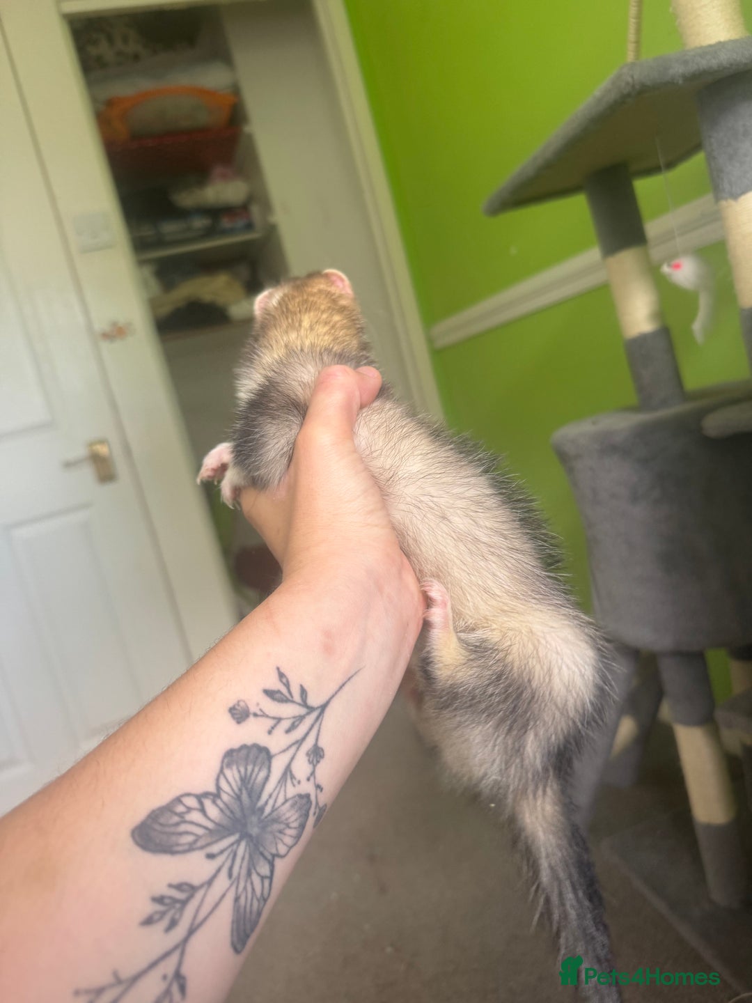 Ferret rodents for sale: Different ferret kits available  - Image 6