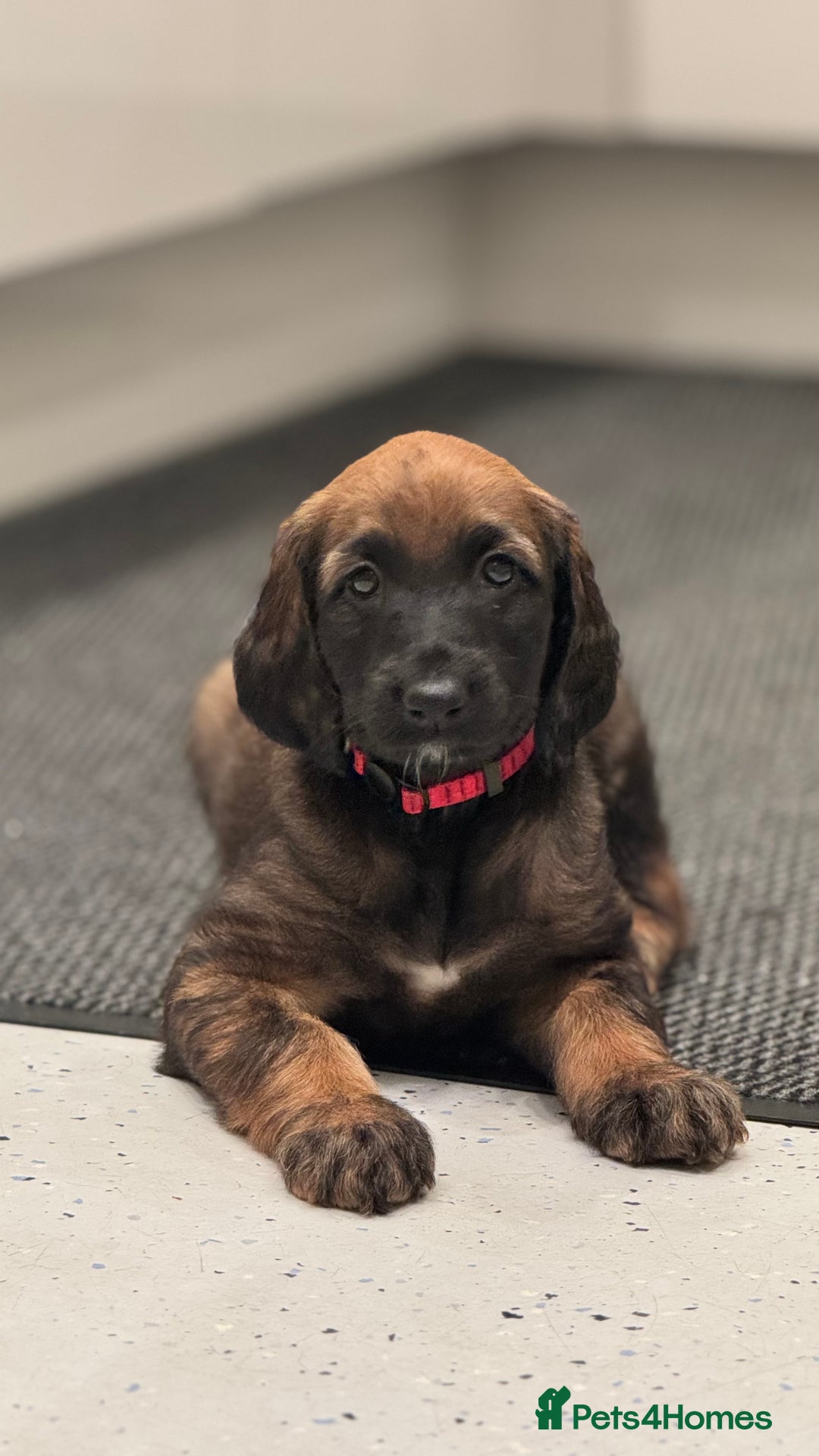 Afghan Hound dogs for sale: Afghan Hound Litter AVAILABLE - Advert 21