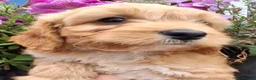 Cockapoo dogs for sale: Cockapoo puppies for sale  - Advert 8