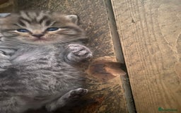 British Shorthair cats for sale: X4 beautiful British short haired kittens - Image 3