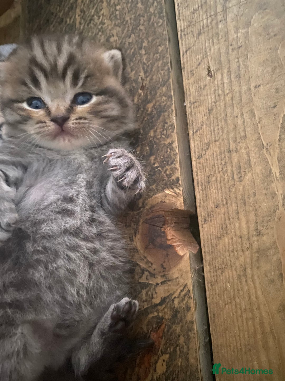 British Shorthair cats for sale: X4 beautiful British short haired kittens - Image 3