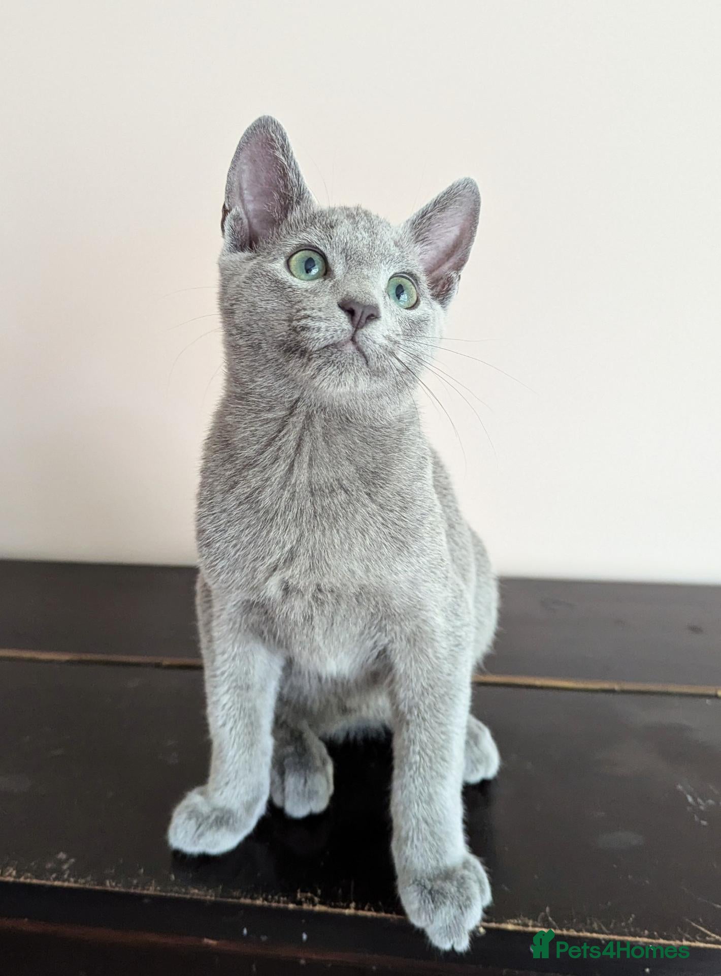 Russian Blue cats Affectionate Pedigree Kittens Ready Now - Advert 1