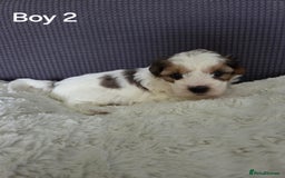 Mixed Breed dogs for sale: Shorkie x Morkie  - Image 6