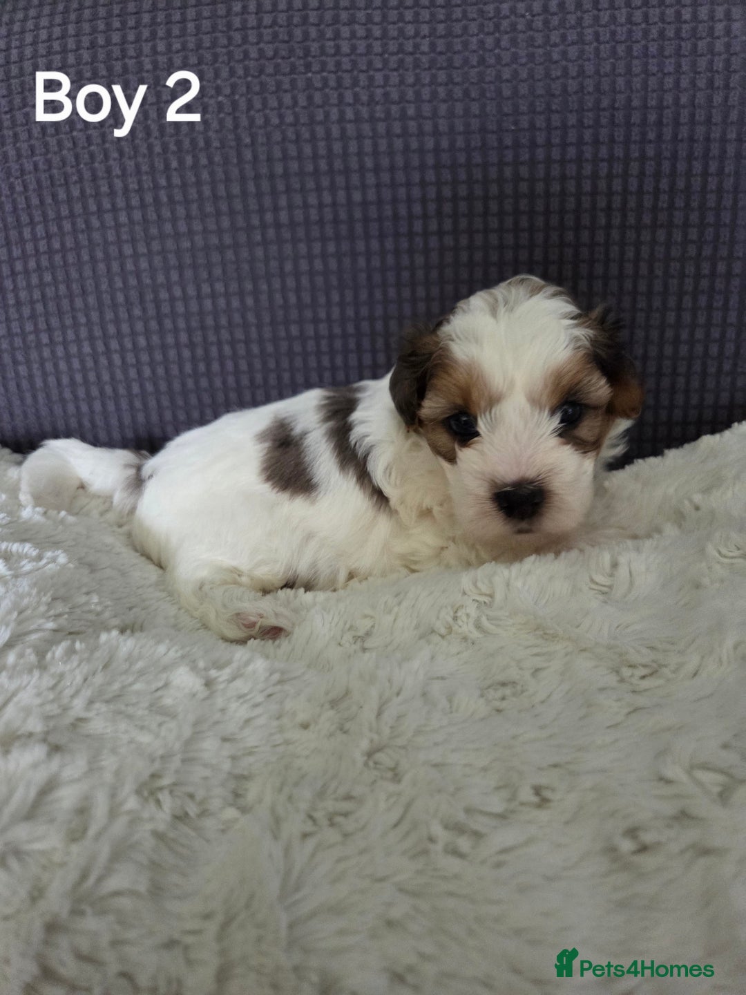 Mixed Breed dogs for sale: Shorkie x Morkie  - Image 6
