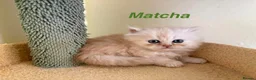 Exotic cats for sale: Beautiful Persian Exotic Kittens - Advert 15