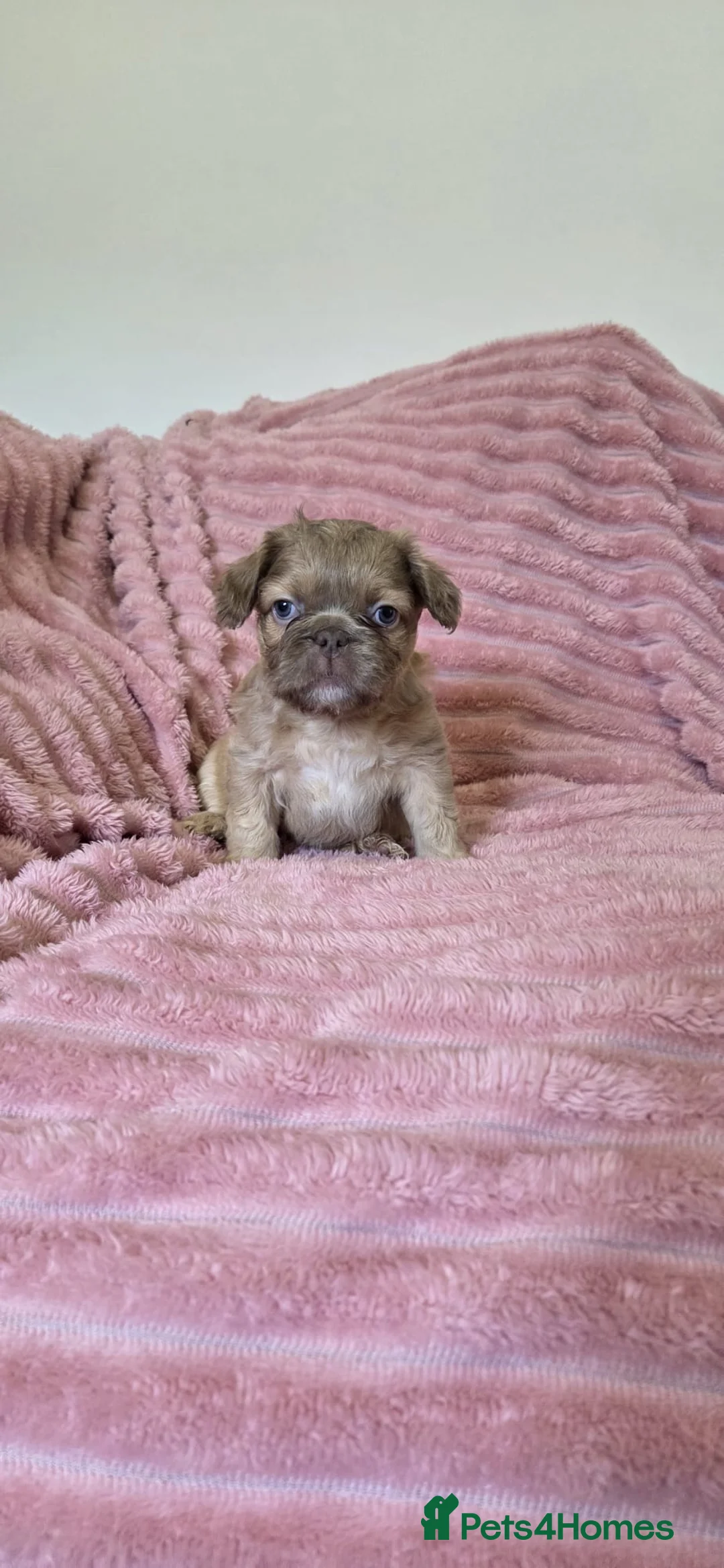 French Bulldog dogs for sale: Adorable fluffy floodle french bulldogs - Advert 3