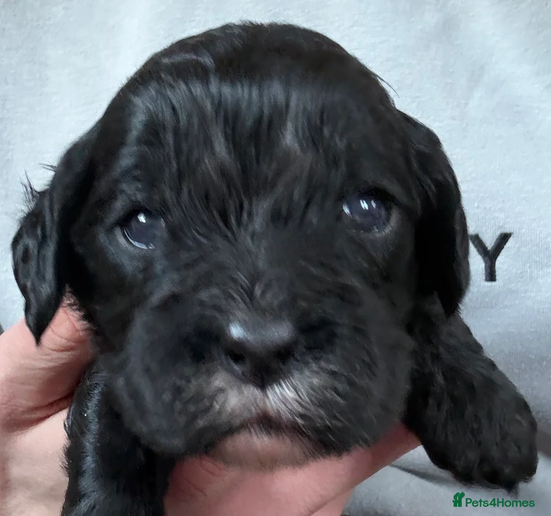 Mixed Breed dogs for sale: Mini Cavapoo puppy’s black and gold  - Advert 17