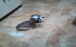 Shih Tzu dogs for sale: 11 month old male Shih Tzu - Advert 2