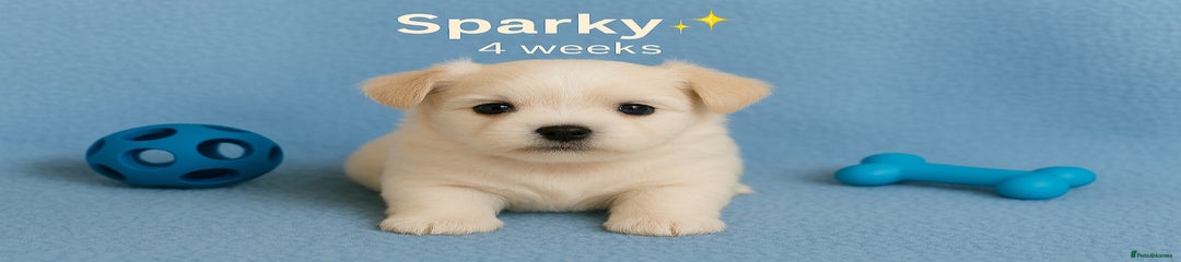 Sparky 💫
