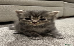 British Shorthair cats for sale: 🐾British shorthair kittens for sale 🐾  - Image 11