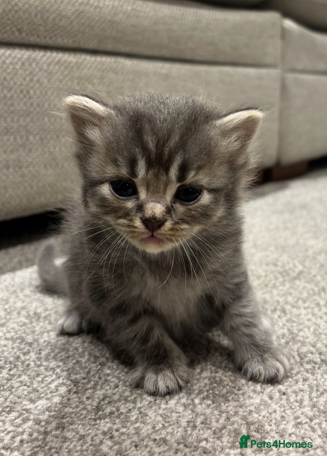 British Shorthair cats for sale: 🐾British shorthair kittens for sale 🐾  - Image 11