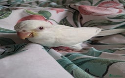 Parakeets birds for sale: Hand reared tamed white and cobalt Quaker parrots  - Image 14